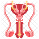 Male Reproductive System Male Reproductive Reproductive System Icône