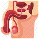 Male Reproductive System Male Reproductive Reproductive System Icône