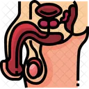 Male Reproductive System Male Reproductive Reproductive System Icône