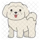 Maltese Dog Puppy Icon