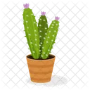 Mammillaria Plant  Icon