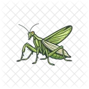 Insect Bug Animal Icon