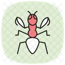 Mantis Insect Praying Icon