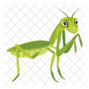 Mantis  Icon
