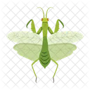 Gottesanbeterin Symbole Susse Gottesanbeterin Mantodea Symbol