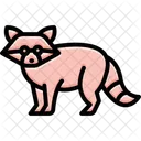 Mapache Mamifero Mascara Icono