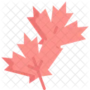 Maple Autumn Leaf Icon
