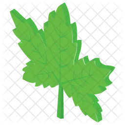 Maple  Icon