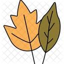 Maple  Icon