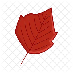 Maple leaf  Icon