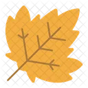 Leaf Nature Autumn Icon