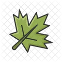Maple Leaf  Icon