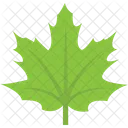 Maple Leaf Spring Icon