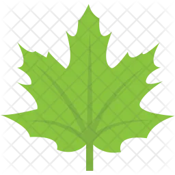 Maple Leaf  Icon