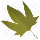 Maple Leaf Leaf Green Leaf Icon