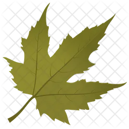 Maple Leaf  Icon