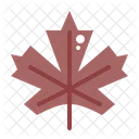 Maple Leaf Nature Icon