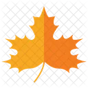 Maple Leaf  Icon