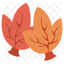 Leaf Nature Autumn Icon