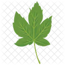 Maple Leaf  Icon