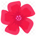 Flor De Abeto Margarita Floral Icono
