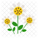 Une Marguerite Icône
