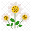 Fleur De Marguerite Fleur En Fleurs Floraison Icône