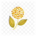 Marigold  Icon