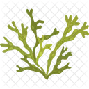 Marine Plant Kelp Algae Icon