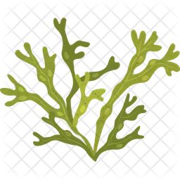 Marine plant  Icon