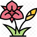 Mariposa Flower  Icon