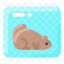 Marmota congelada  Ícone