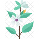 Marshmallow Plant Herb Icon