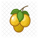 Marula Fruit Healthy Icon