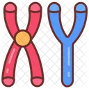 Masculine chromosomes  Icon