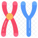 Masculine Chromosomes Sry Gene Male Sry Icon
