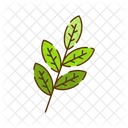 Matcha tea leaves  Icon