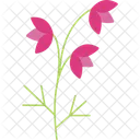 Mehrzackige Sternblume  Symbol