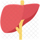 Entgiftung Hepatologie Leber Symbol