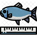 Fisch messen  Icon