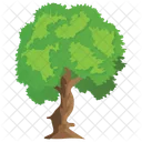 Mexican Sycamore Evergreen Icon