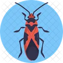 Milkweed Bug Bugs Insect Icon