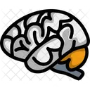 Mind Brain Organ Icon
