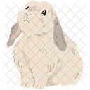 Mini Lop Rabbit  Icon