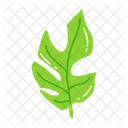 Leaf Ash Leaf Beech Leaf Icon