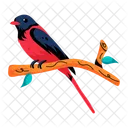 Exotic Bird Passerine Bird Minivet Symbol