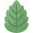 Mint Leaves Herbal Icon
