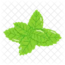 Leaf Ash Leaf Beech Leaf Icon