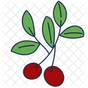 Mistletoe  Icon