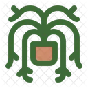 Mistletoe Cactus  Icon